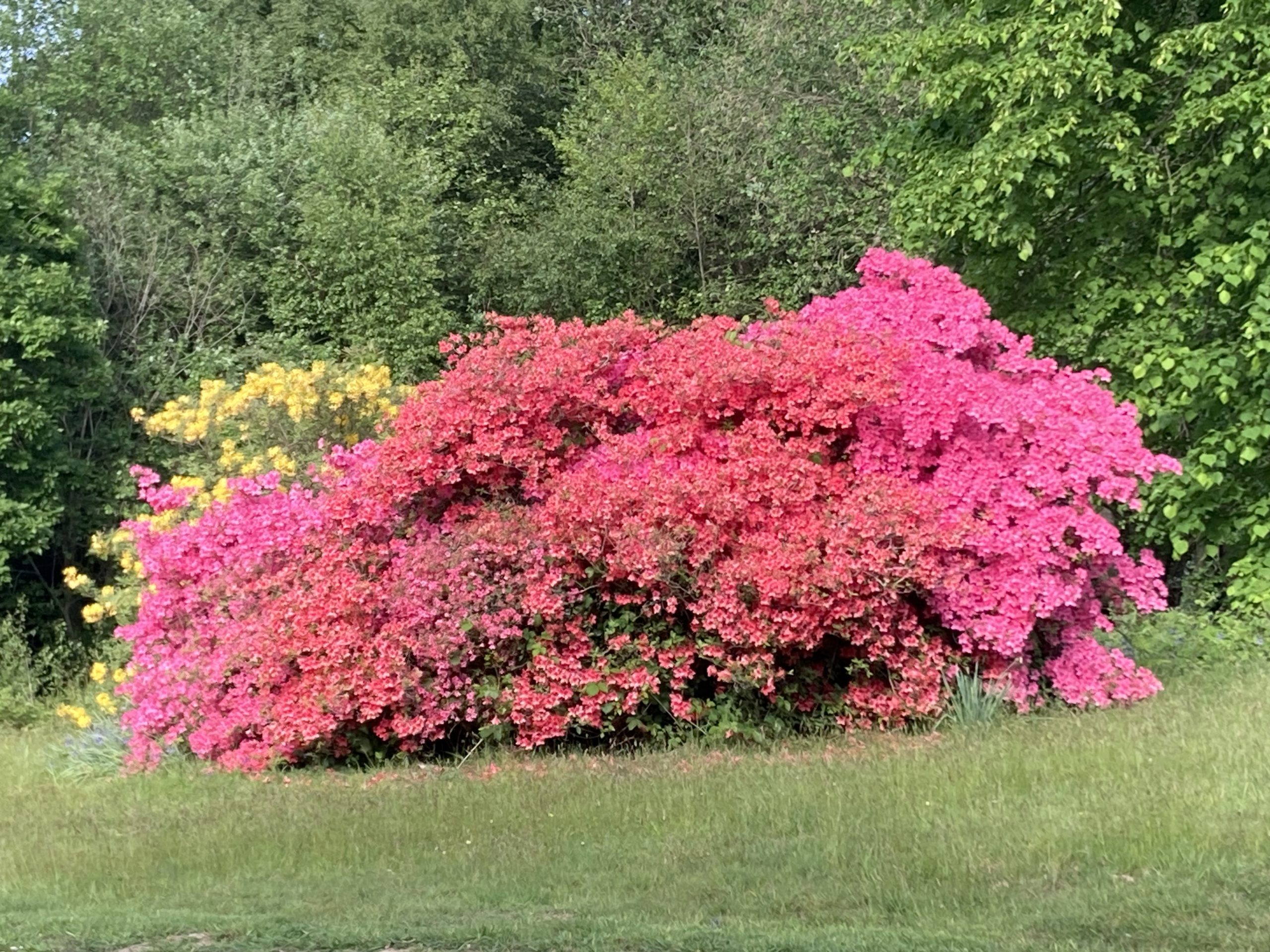 in a monastery garden